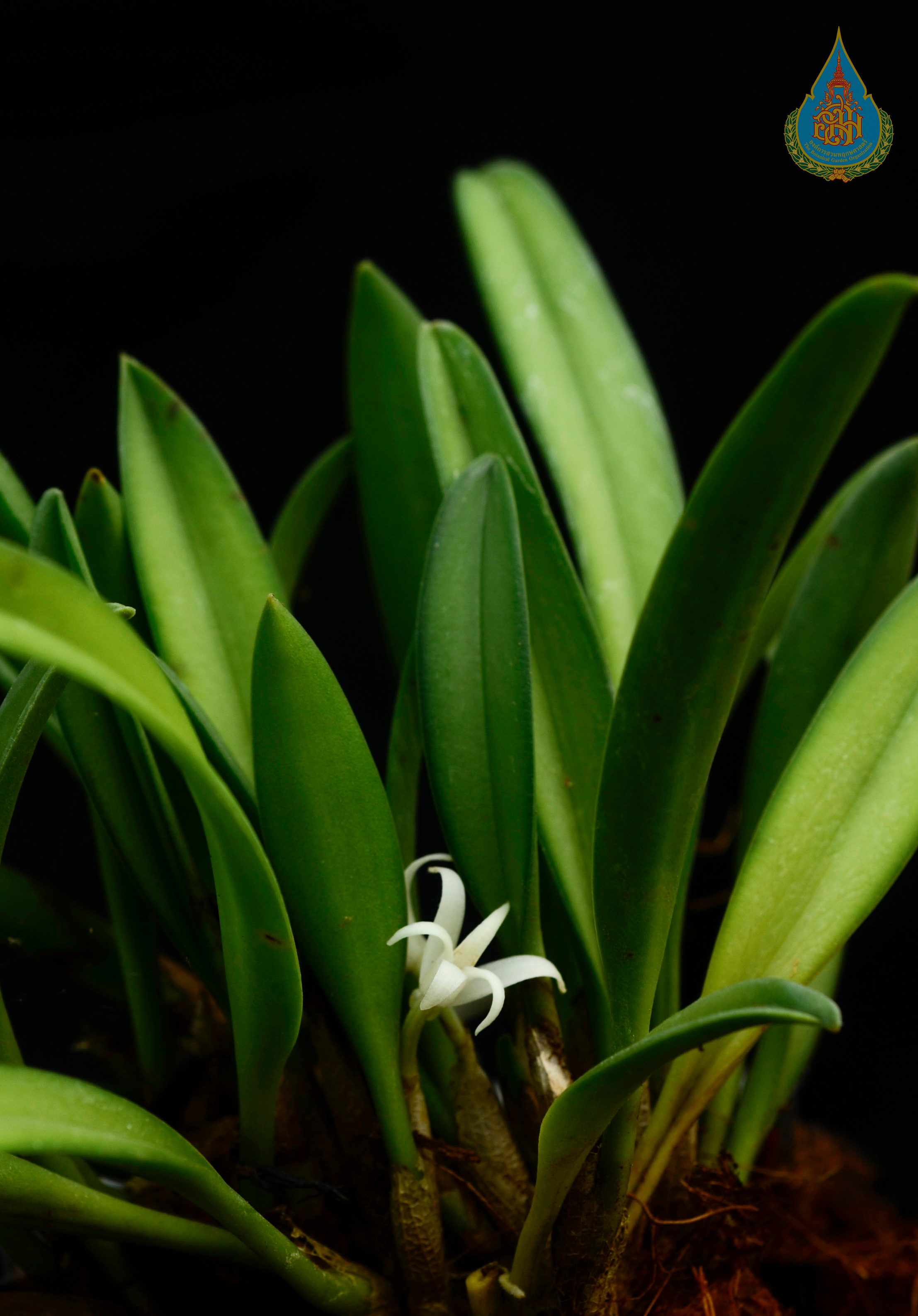 เอื้องต้นหอมใต้ Ceratostylis radiata J.J.Sm.<br/>ORCHIDACEAE